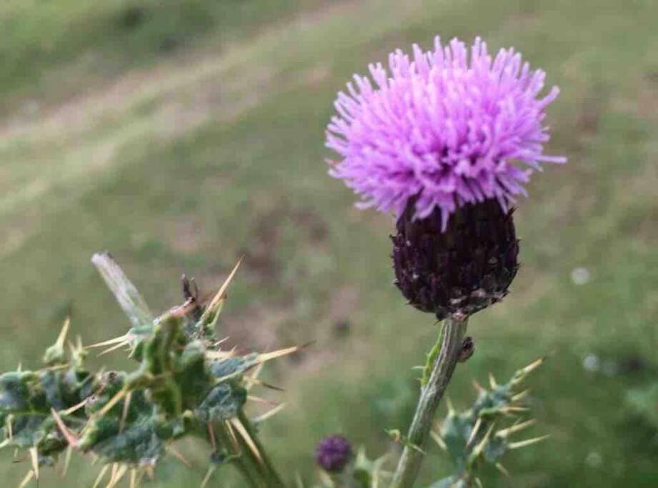 Cragside Villa Callander Dış mekan fotoğraf